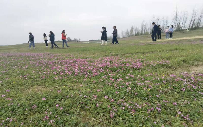 湖北省黄冈市黄州区 生态复绿催生紫云英花海蓝靛染色传承千年文明 黄州区 花海 染色