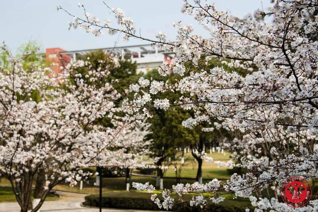 石瓦坡大学图片