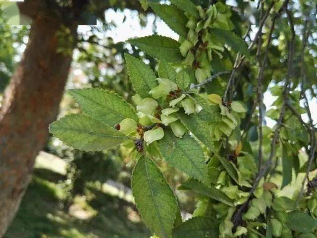 客厅养这种"鸟屎"盆栽,特大气!摘片叶子,牙痛嚼一嚼,不疼了_植物_养护