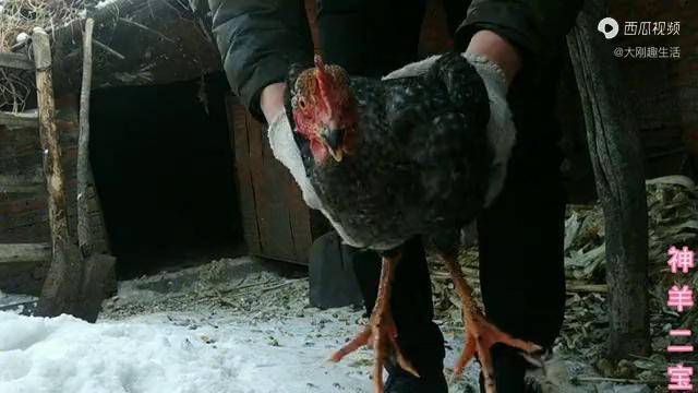 这只秃脖鸡真神奇不管怎么摇晃它头都不动像只假鸡一样