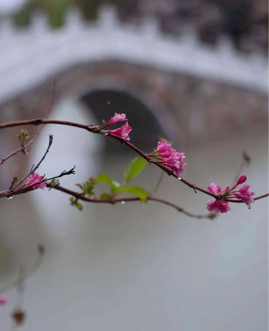 三月踏青风拂雨图片