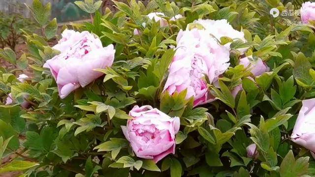 菏澤天香公園牡丹芳容初綻