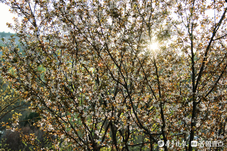 姹紫嫣红赏花季