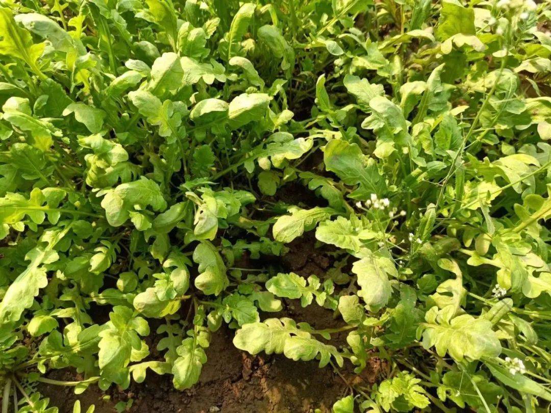"谁谓荼苦,其甘如荠."荠菜是野菜,也是不折不扣的春日时令菜.