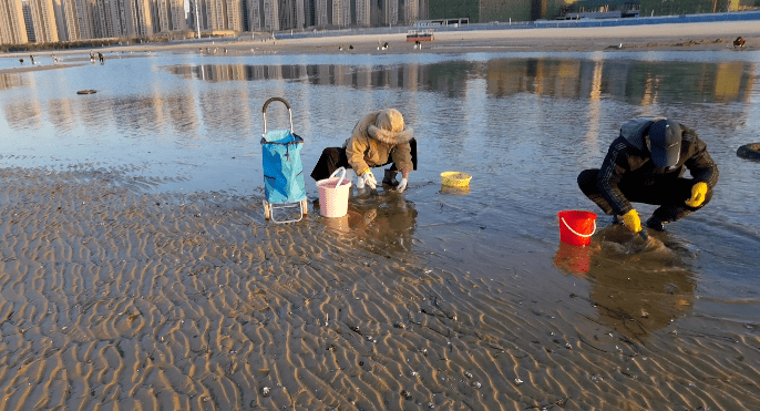 趕海嚐鮮 真滋兒_威海_廣播_蟶子