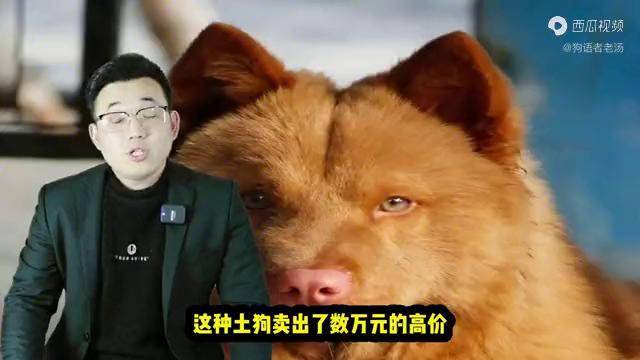 3萬元一隻土狗中華田園犬中的貴族潮汕五紅犬