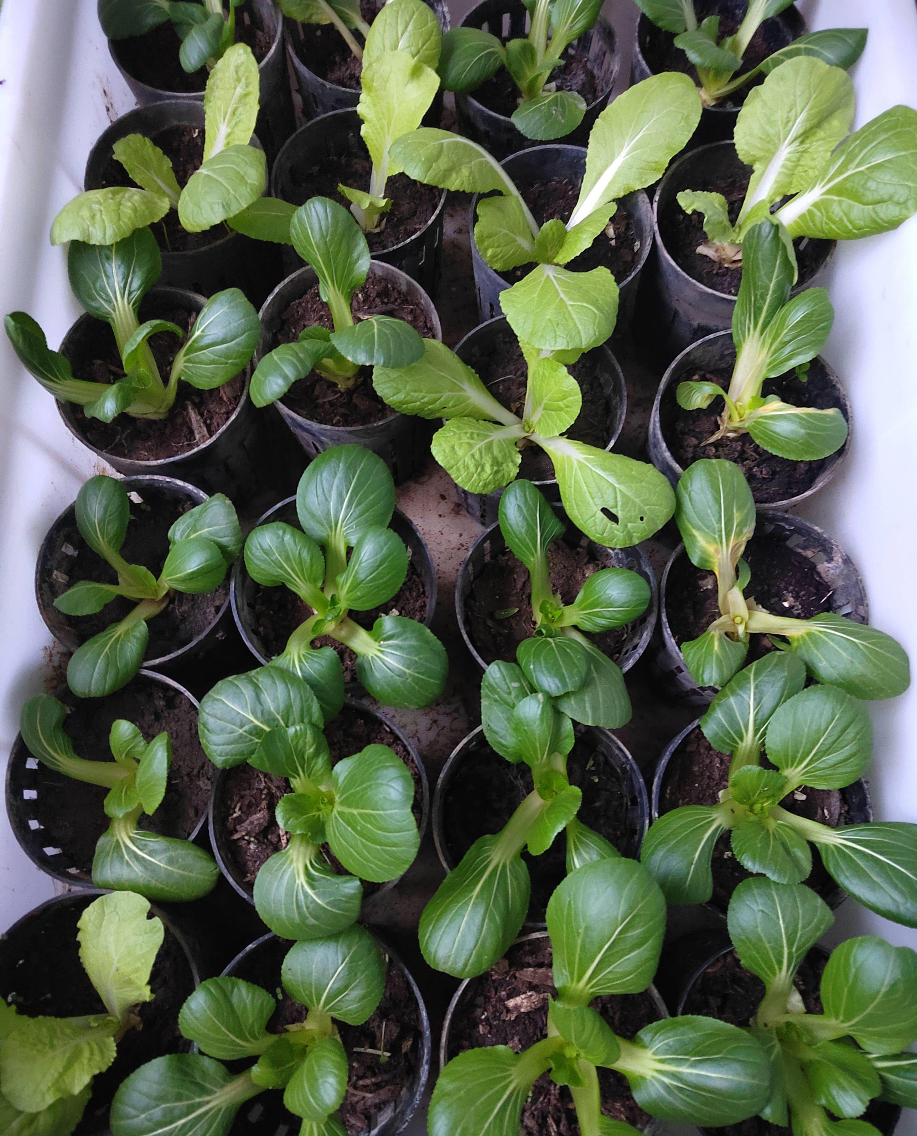 阳台种植小白菜只需3个步骤发芽快长势旺好吃好看又新鲜