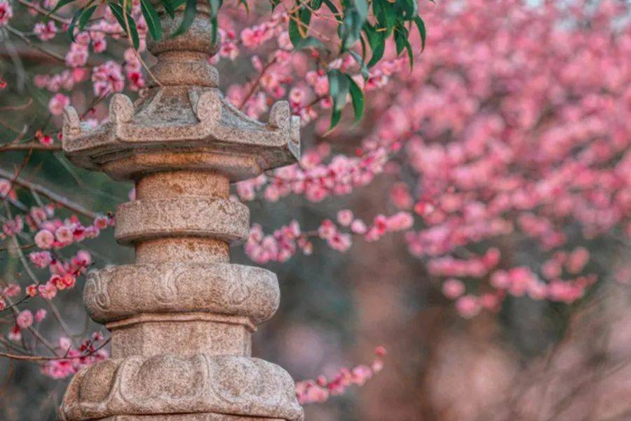 想去寺院看花了_梅森_梨花_桃花