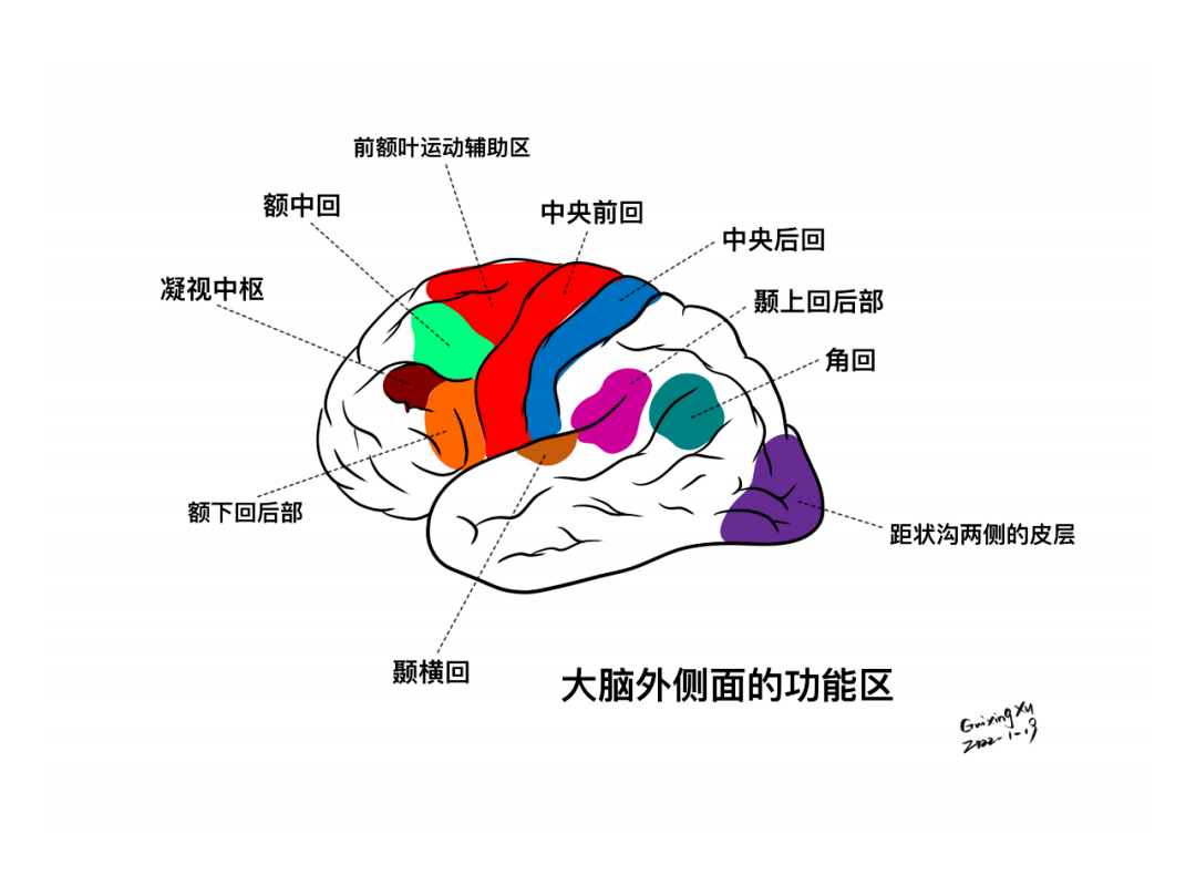 徐桂兴手绘额叶顶叶大脑皮层的解剖与功能一