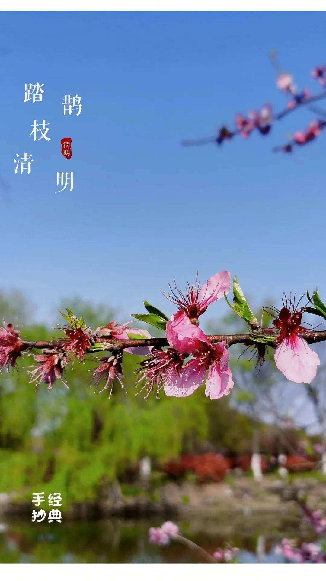 手抄经典第335期五代冯延巳鹊踏枝清明