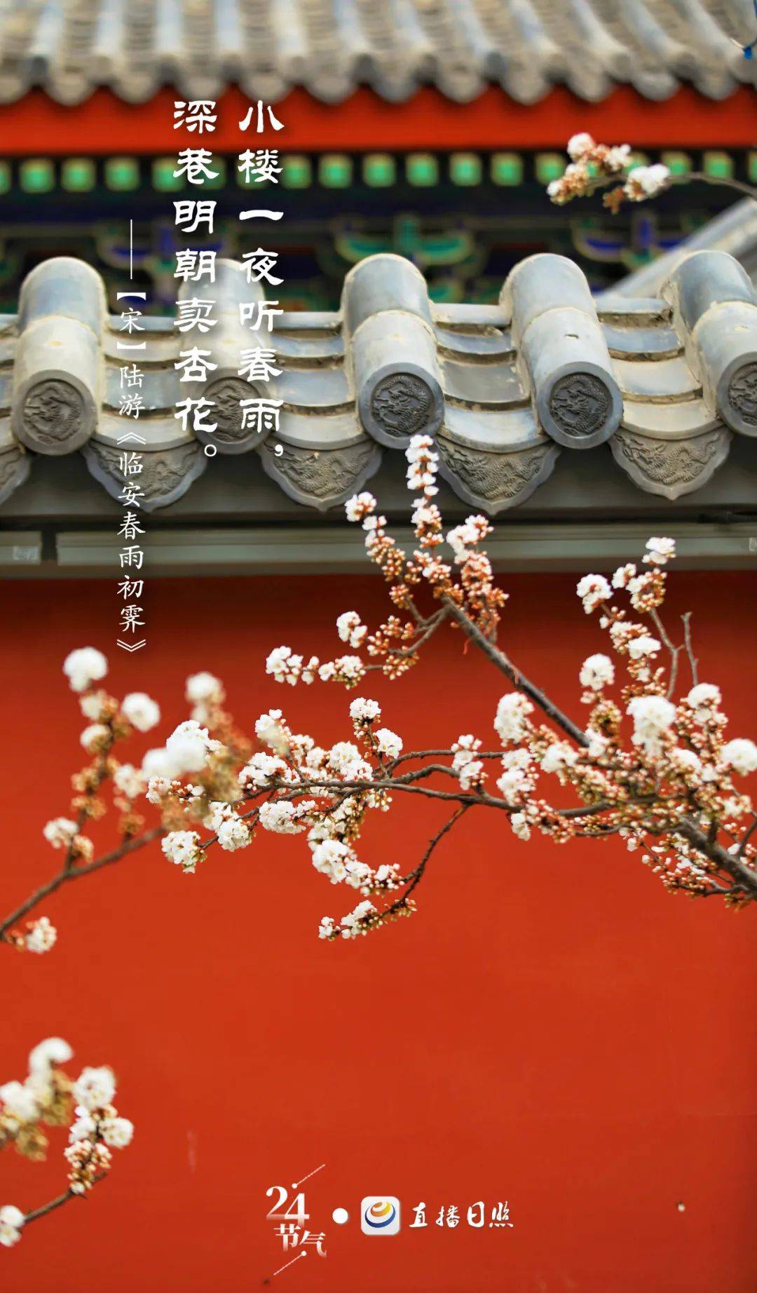春烟桃花初绽梨花风起季华摄于白鹭湾黄土地上处处生机勃发阳光