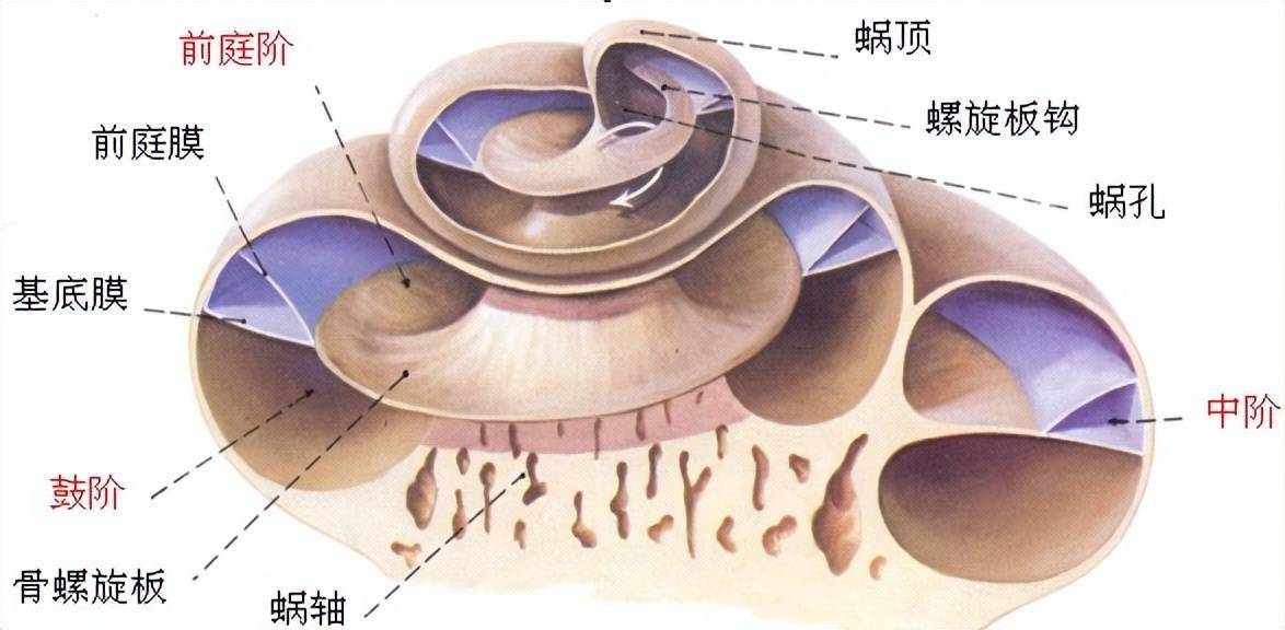 耳部解剖內耳