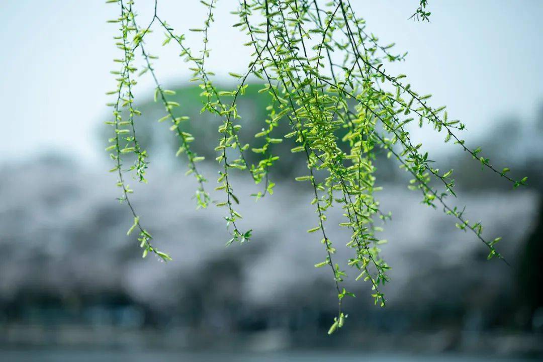 日长飞絮轻.池上碧苔三四点,叶底黄鹂一两声.