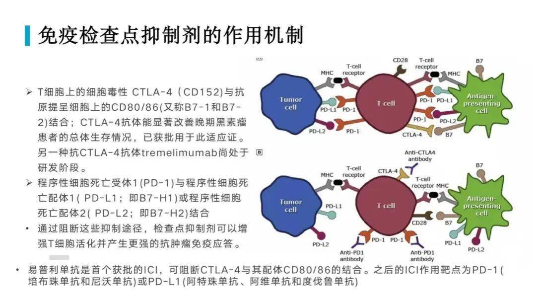 檢查點抑制劑免疫治療的風溼性併發症及處理