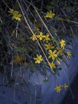 芶琳悦 杨国蔚 王舒 主洪任 张鲜洋 庞菁菁 张银城 孙佳璐 王秋坤