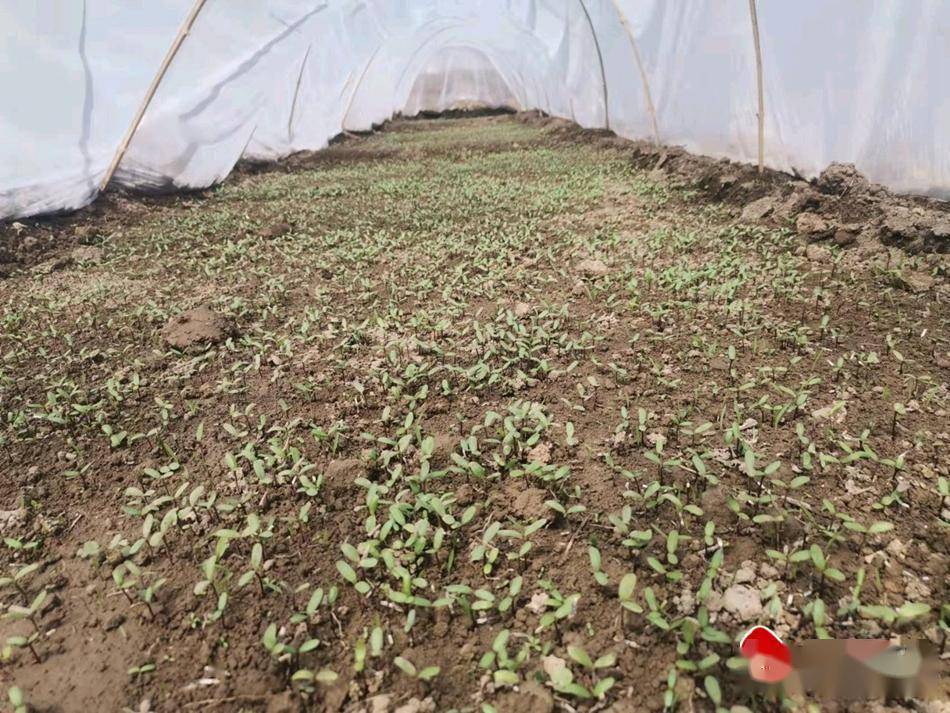 据悉,黄门镇2处育苗基地共培育万寿菊幼苗864万株,目前万寿菊出苗整齐