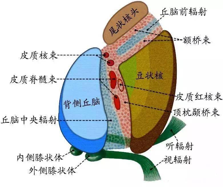 解剖歌诀——神经系统