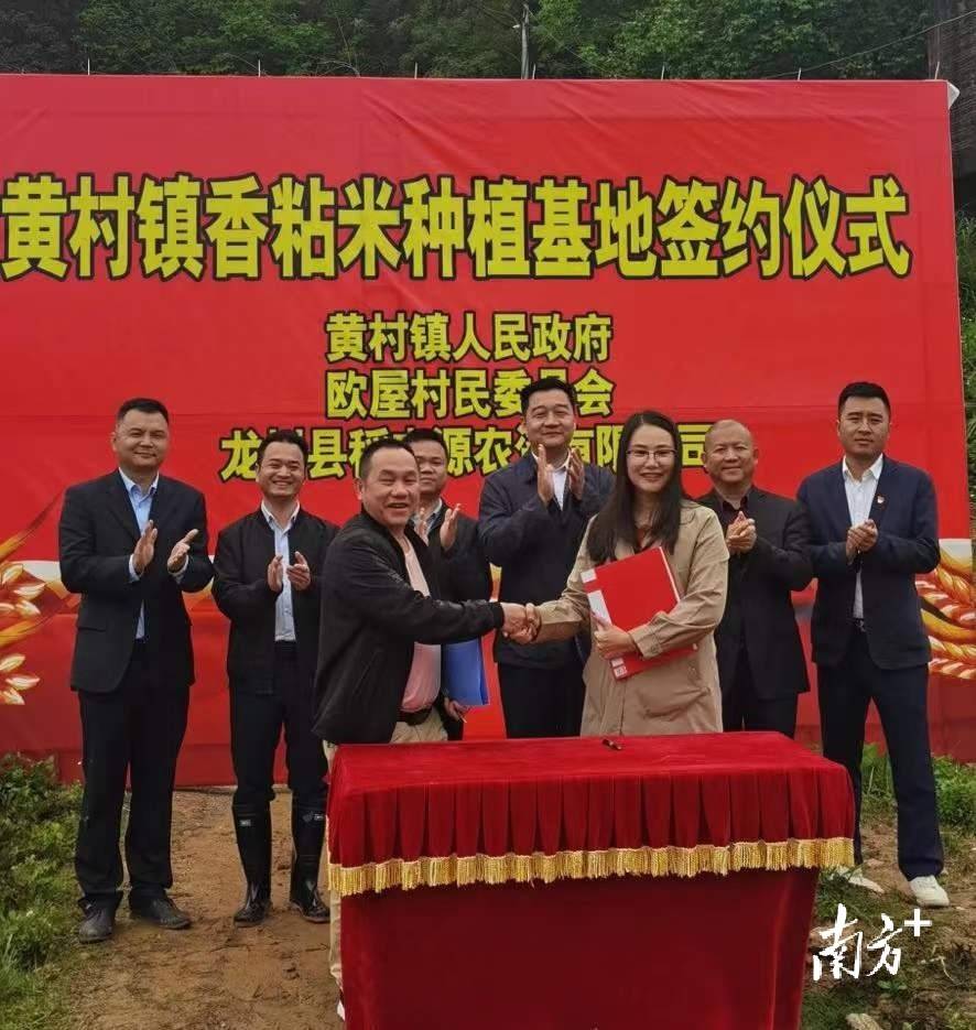 日前,河源市东源县黄村镇香粘米种植基地项目正式签约,首期在该基地种