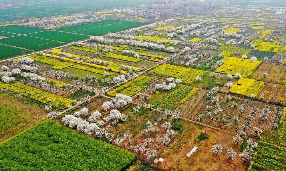 图说丨百年梨园:晴雪香堪惜_爱园镇_泗阳县_郑明高