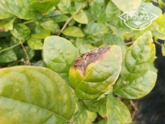 叶尖发病状茉莉花炭疽病主要危害叶片,同时危害嫩梢和花蕾