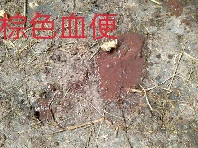 猪痢疾一般是排软便,随着疾病的发展变为黄色内混粘液或带血.