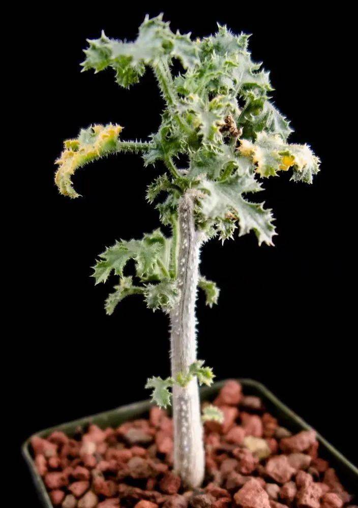 物种日历返魂树之殇dendrosicyossocotranus