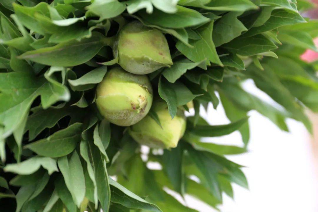 今日芍药巴茨拉