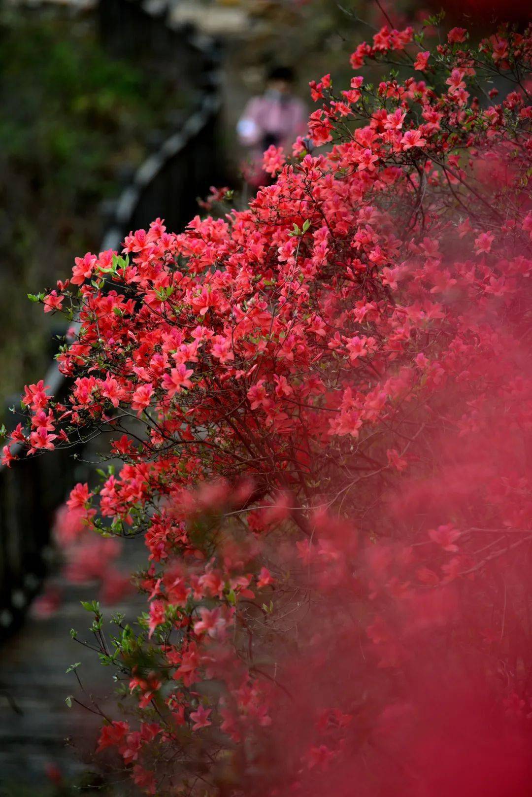 麻城五脑山杜鹃花图片