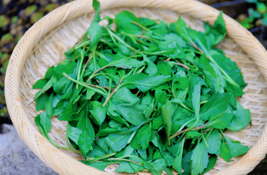 清苦回甘 消热败火晒干可泡水喝也在春天长大还有一种磐安人称白毛公