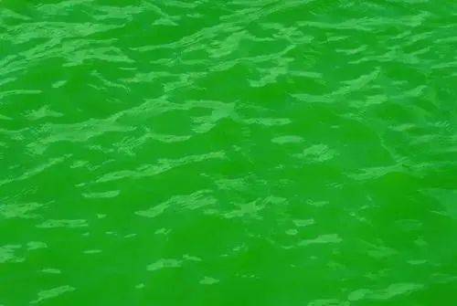 二,好的水色1,黄绿色水,草绿色水 此种颜色的水体中所含的藻类主要以