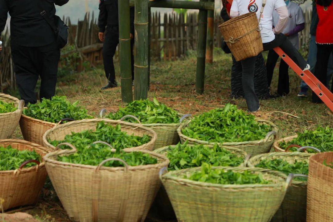 一年一度的"溯世界茶源 传千年雅韵"澜沧县富东乡邦崴千年过渡型古茶
