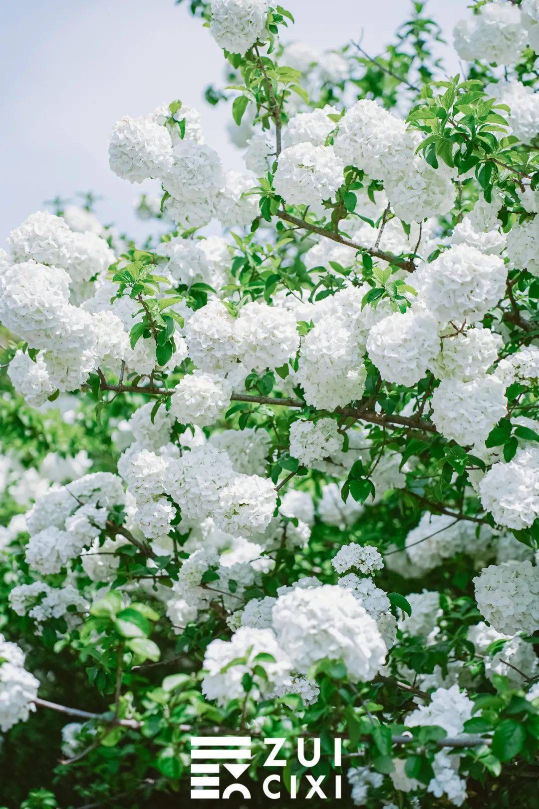 白色花海刷爆朋友圈的木绣球花竟然开在慈溪这个地方
