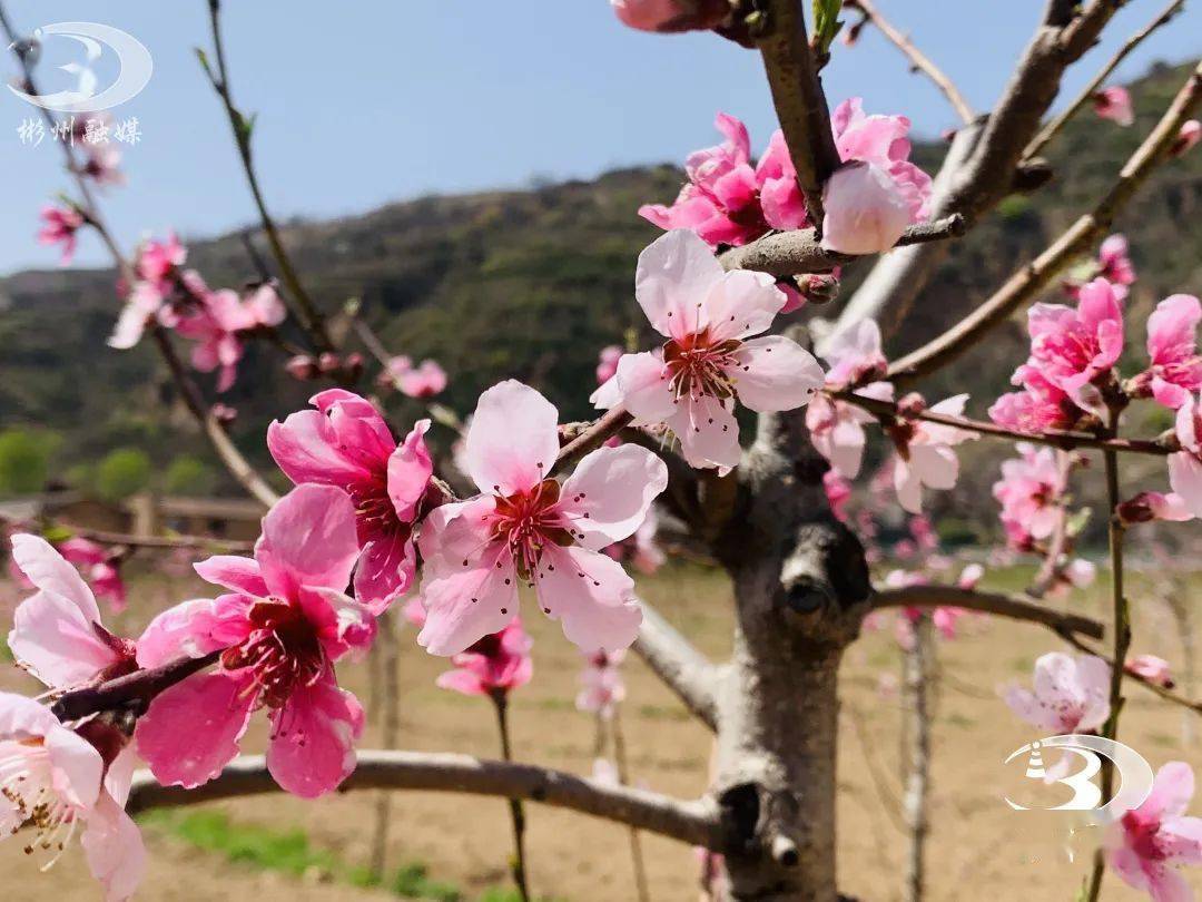 蟠桃树开花图片图片