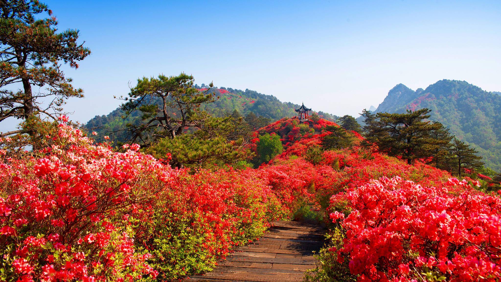 韩愈的七律《答张十一功曹》就作于这次贬谪中,是其抵达贬所的(804年)