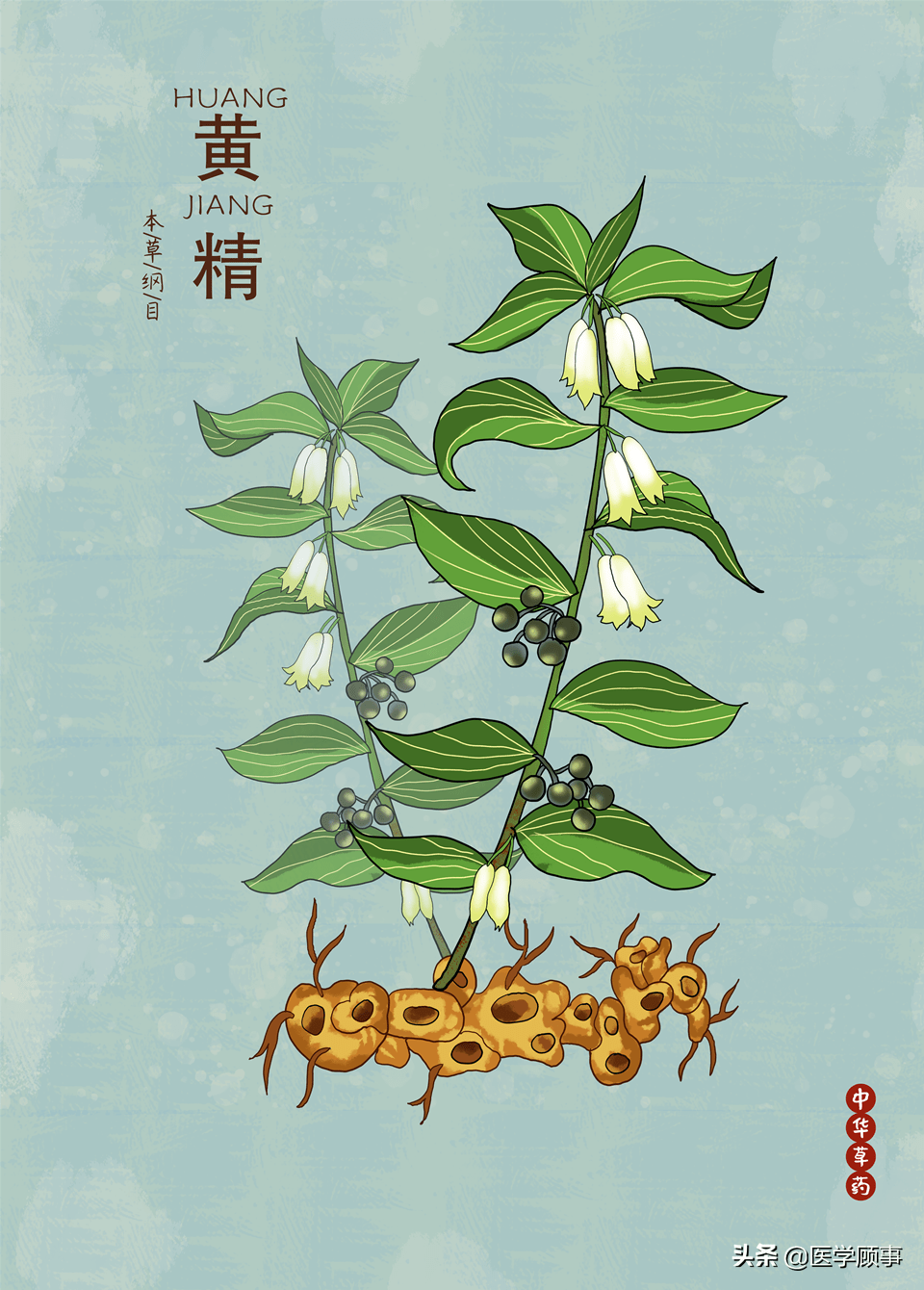 野仙姜黄精的功效