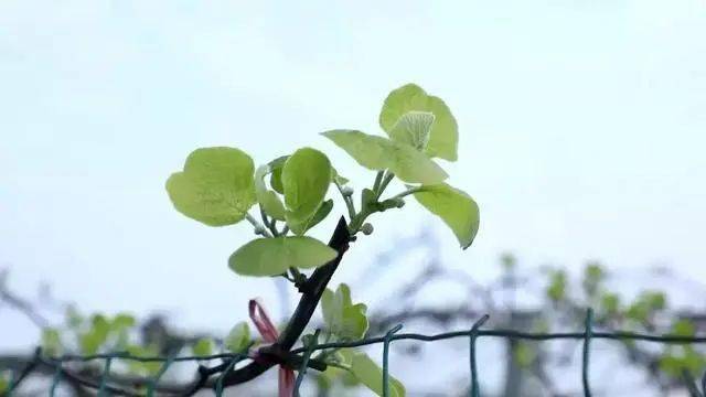 針對並生芽,對生芽,鄰接枝,去一留一.2.