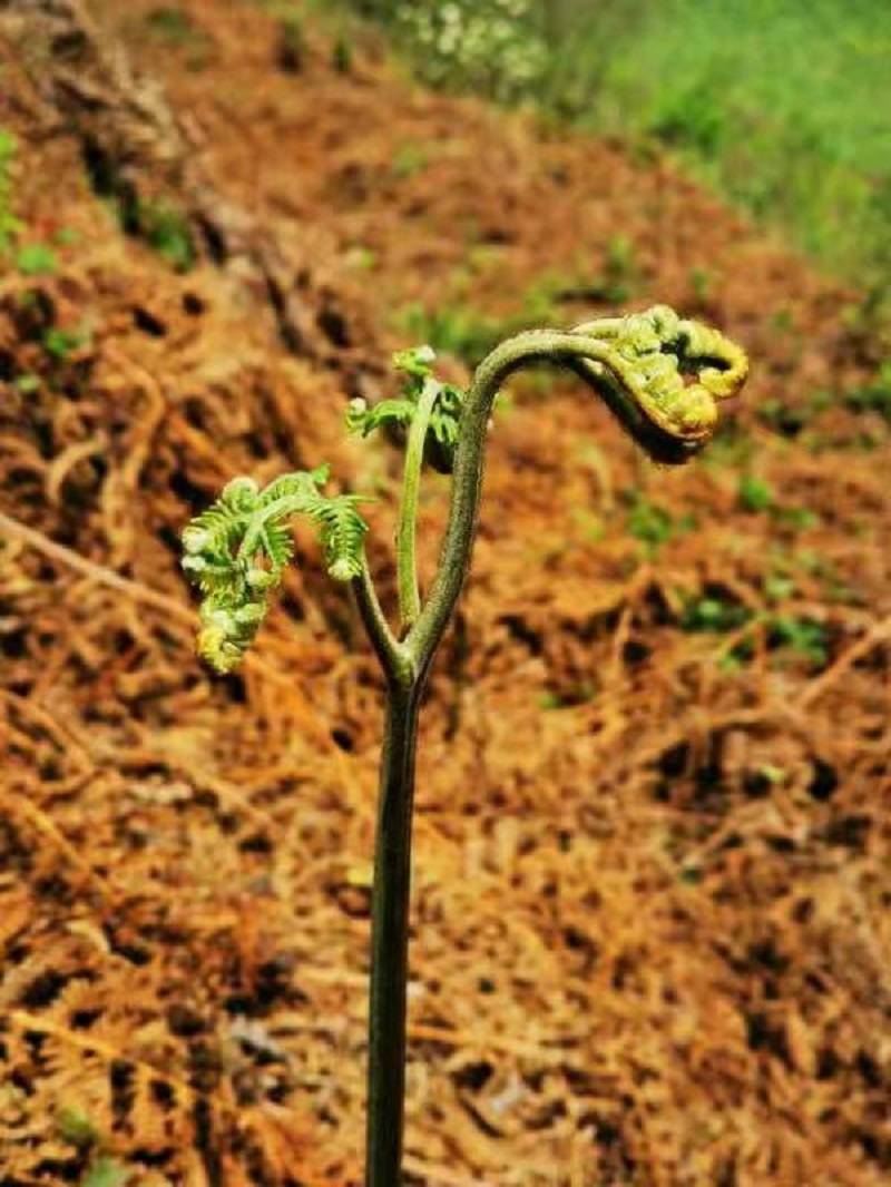 顺着蕨菜板块目视一圈,我就知道蕨菜生长大概有一周时间了,未被采摘过