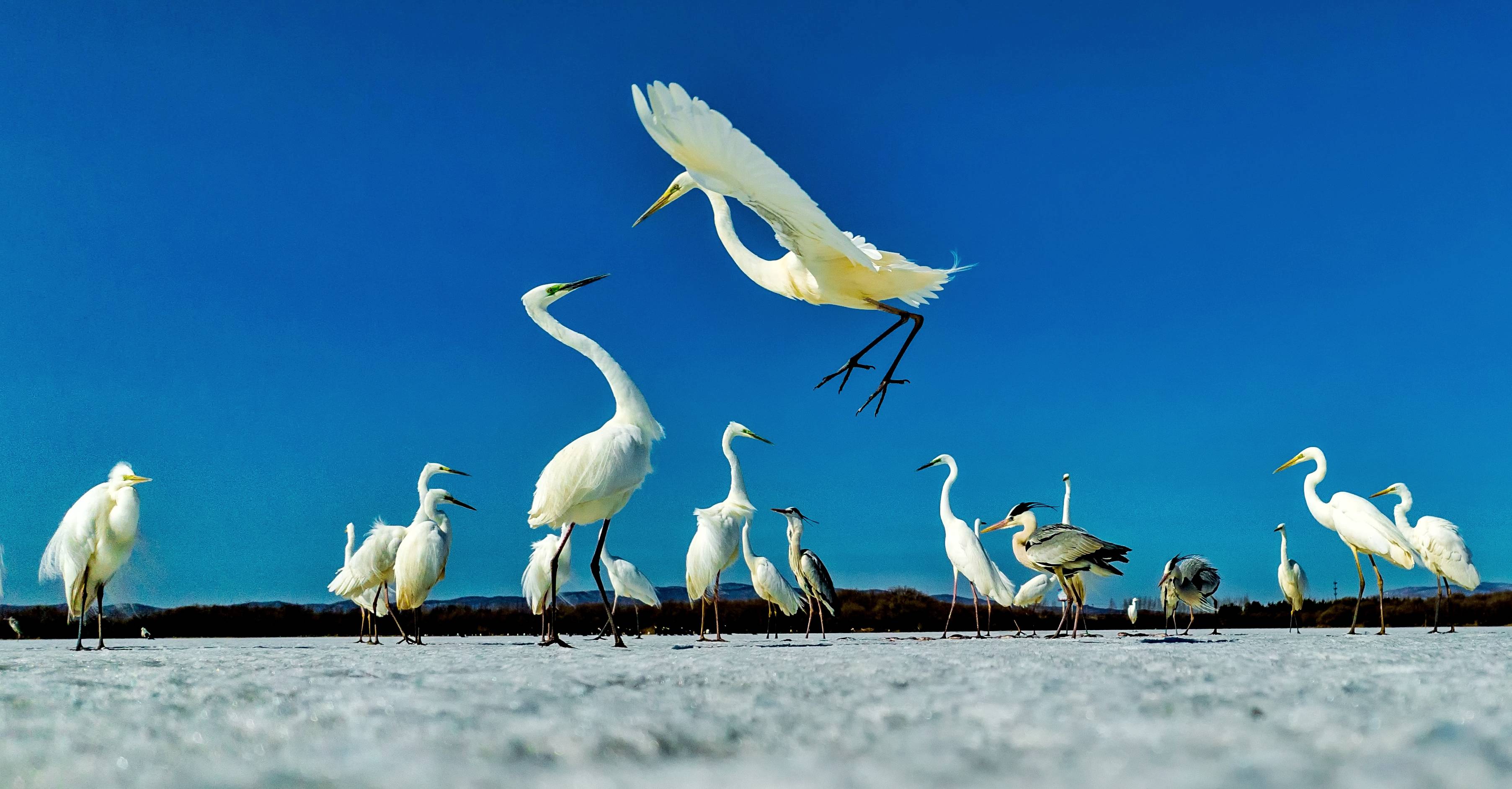候鸟北归春回饶河