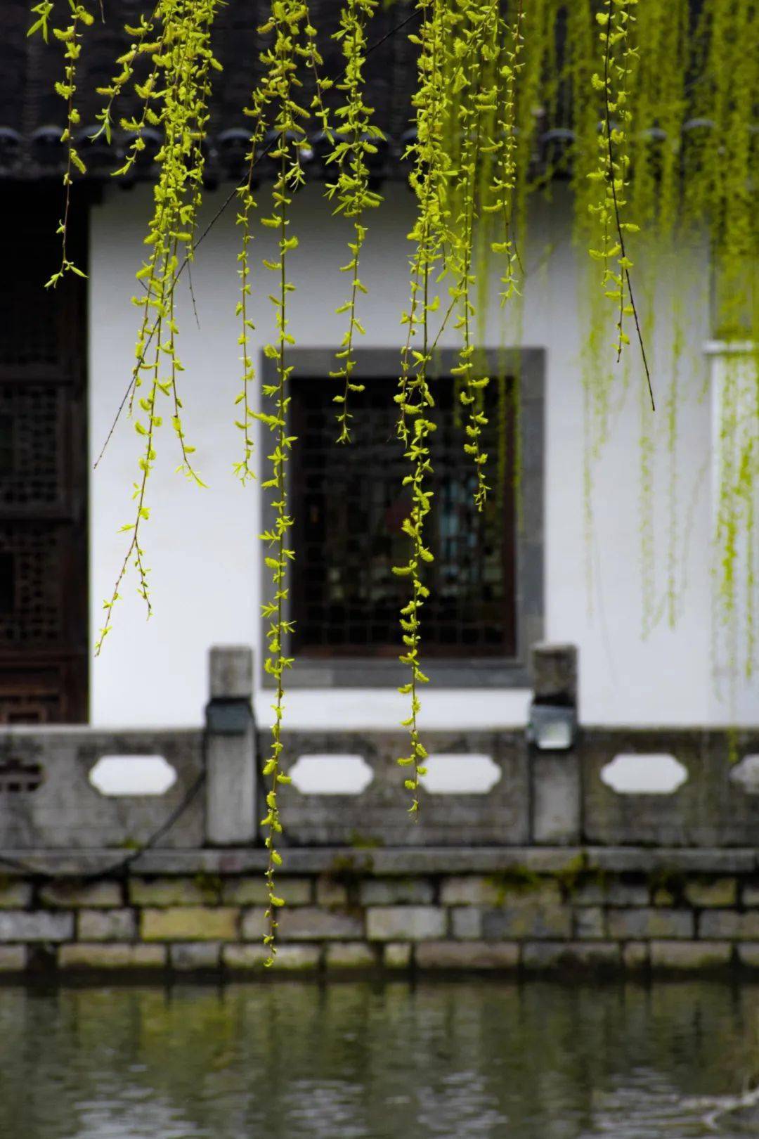 烟柳幕桃花图片