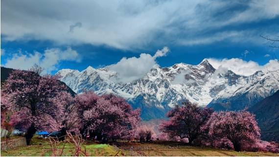 百万观众在雅鲁藏布大峡谷景区“云赏桃花”