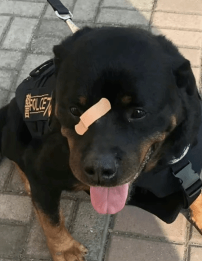 那个曾因一张创可贴"硬照"走红的警犬巴法罗,去了汪星……_训练_训导