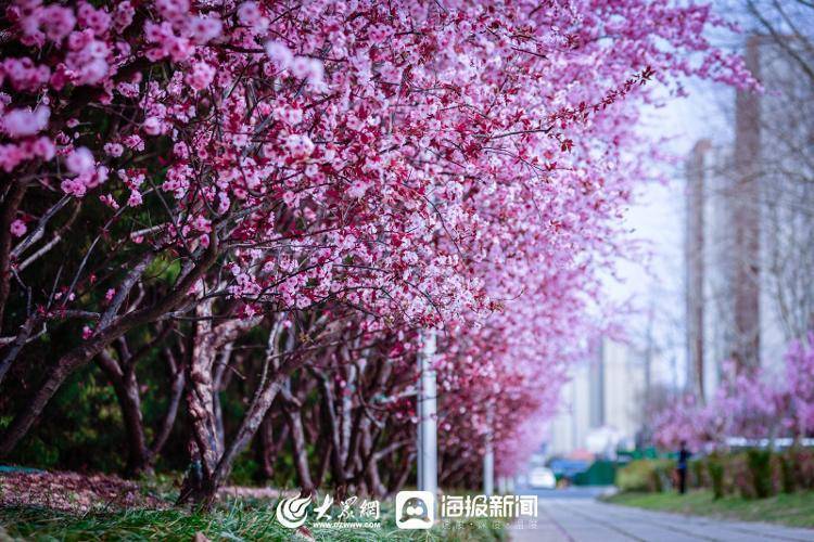 寻找最美春天丨日照:樱红柳绿 最美人间四月天