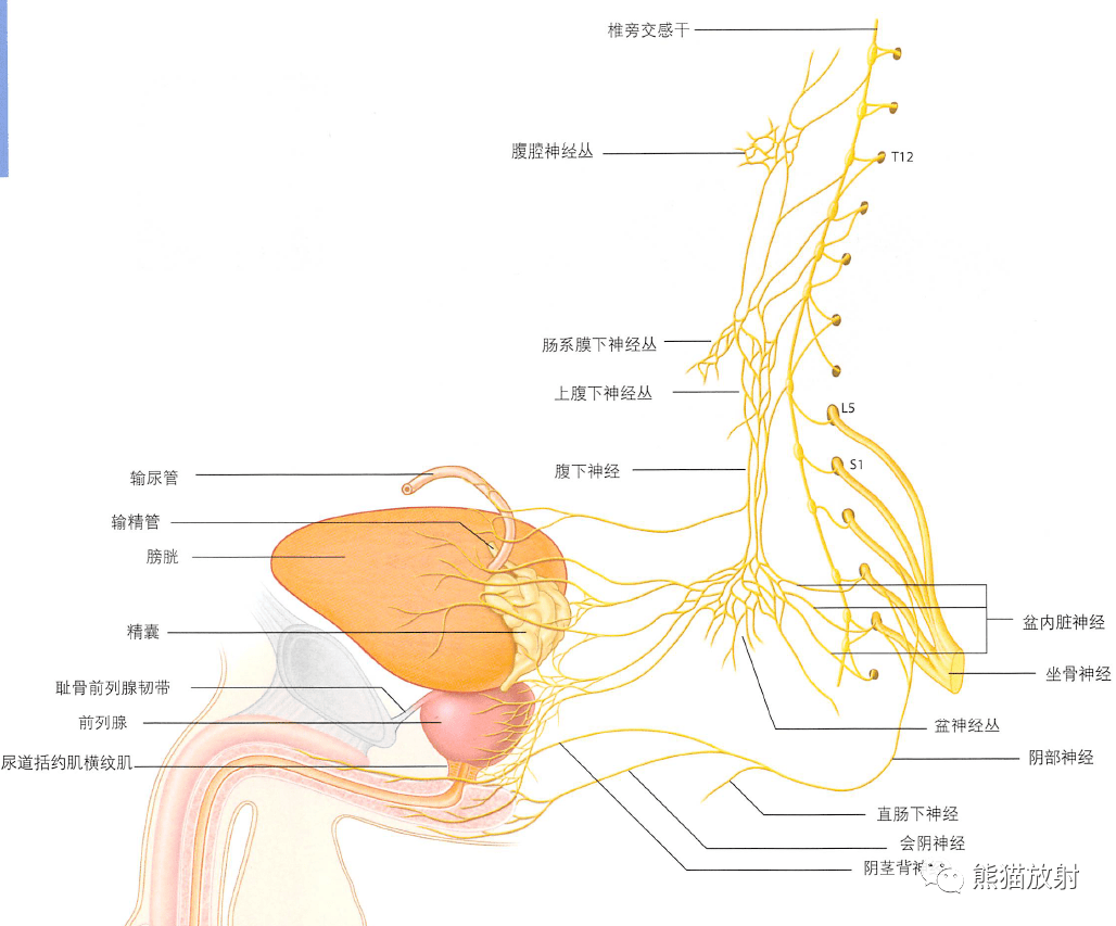 解剖丨膀胱前列腺尿道生殖系統