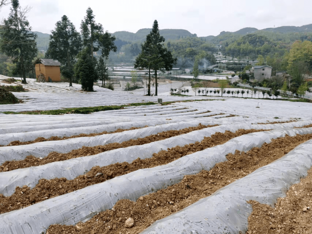 大方县雨冲乡烤烟产业助推乡村振兴