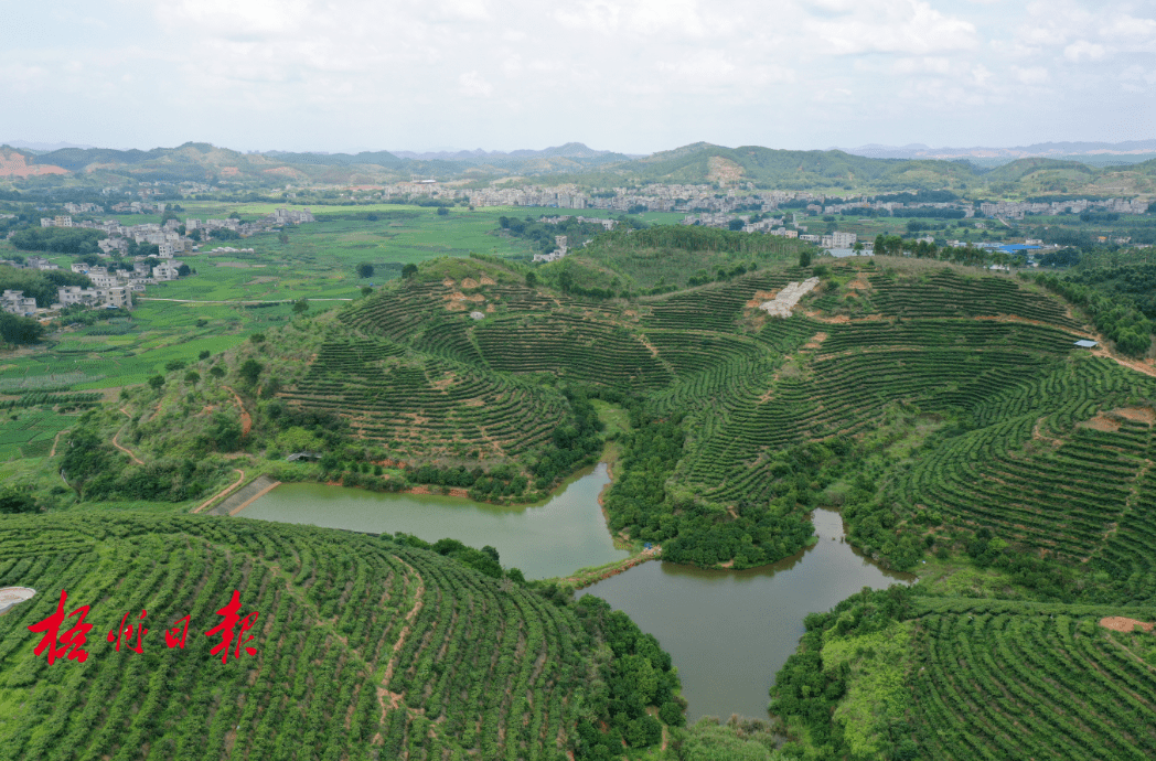 藤县全力推动县域经济高质量发展