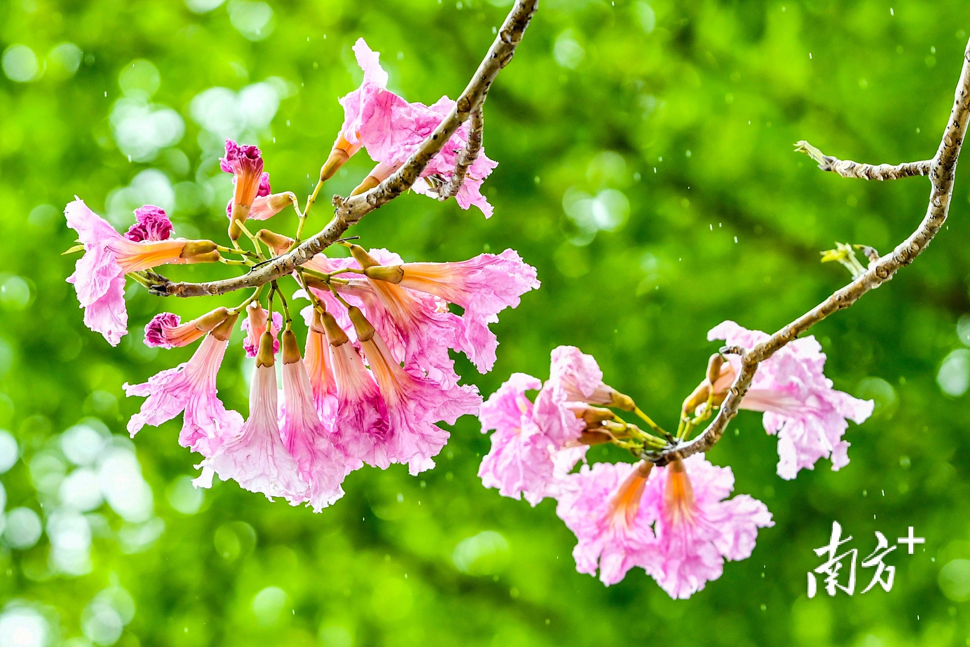 淡红风铃木花语图片