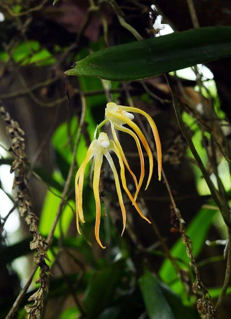 【生物多样性看西双版纳】西双版纳有多少野生兰花?
