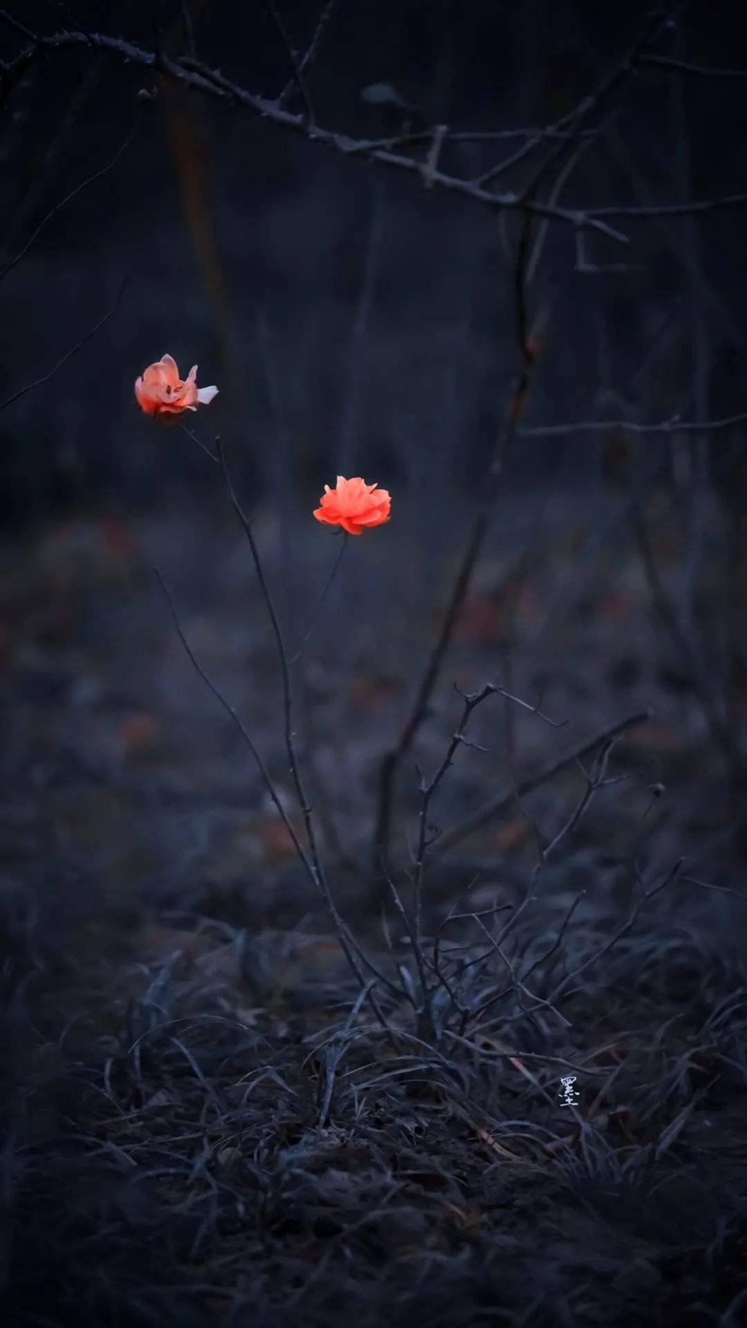 壁纸最近很火的冷酷暗色系壁纸