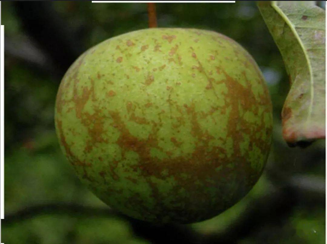 苹果果锈与锈果病有啥不同