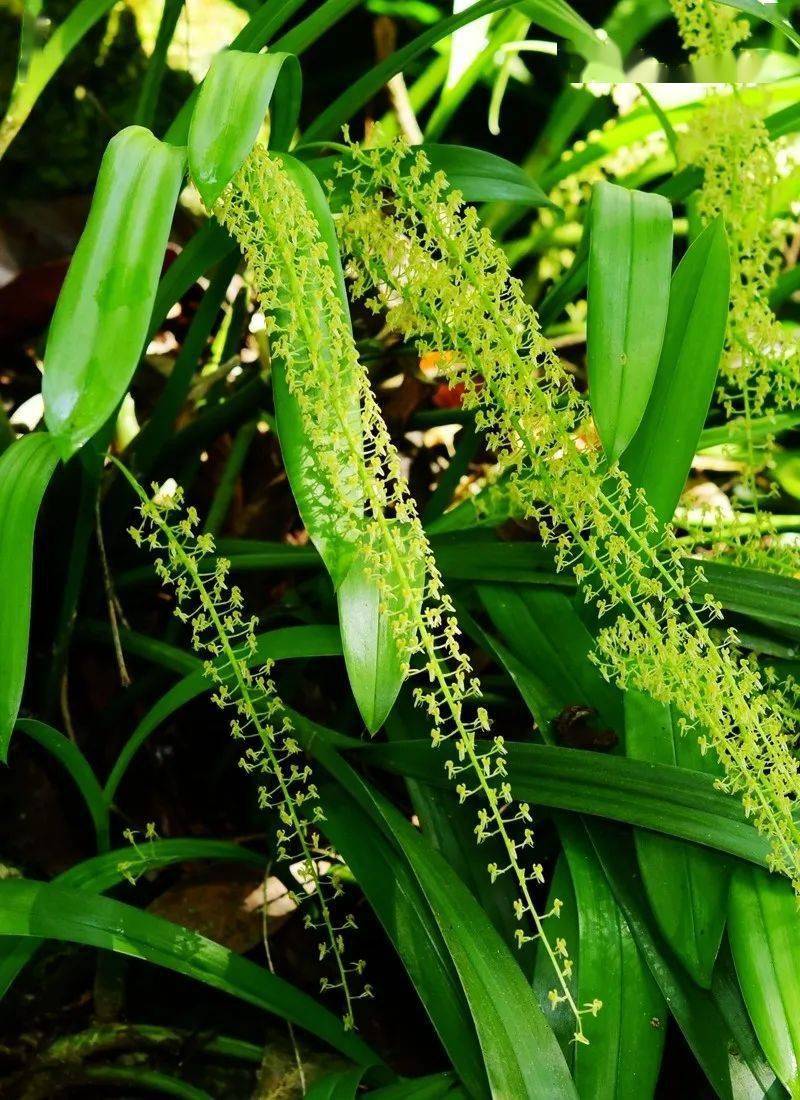 【生物多样性看西双版纳】西双版纳有多少野生兰花?